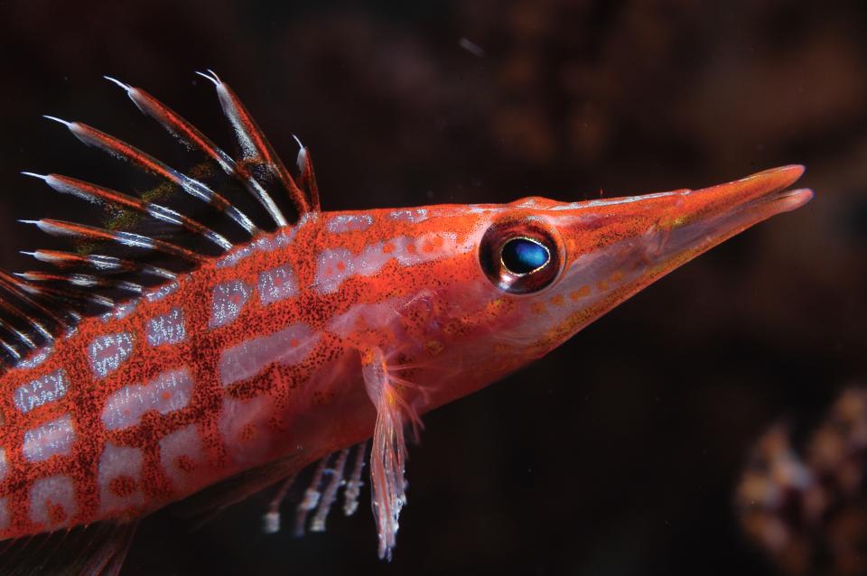 hawkfish